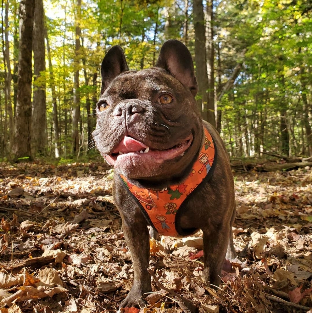Reversible harness - Picture 7 of 7